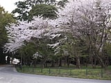 境内馬場の桜