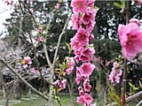 桃の庭